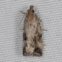 Endothenia nubilana