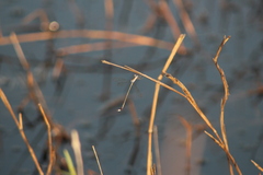 Lestes tridens
