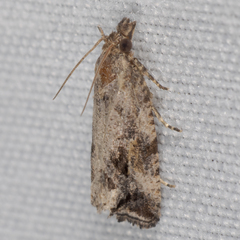 Endothenia nubilana