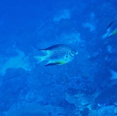 Amblyglyphidodon leucogaster