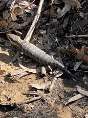 Tiliqua scincoides