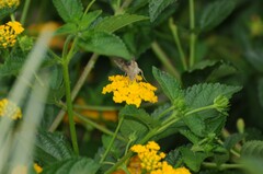 Autographa californica