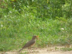 Turdus pelios