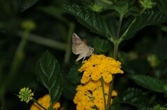 Autographa californica