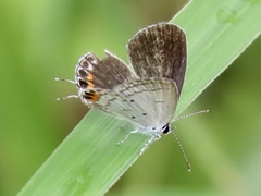 Everes lacturnus