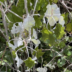 Brachyglottis repanda