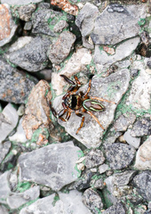 Thiania
