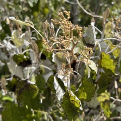 Brachyglottis repanda