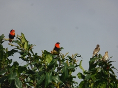 Euplectes franciscanus