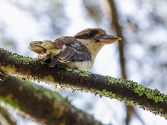 Dacelo novaeguineae novaeguineae