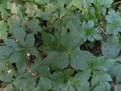 Cryptotaenia canadensis