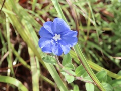 Evolvulus glomeratus