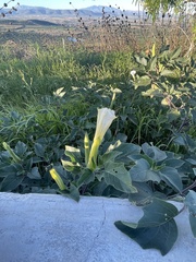 Datura innoxia