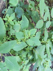 Impatiens pallida