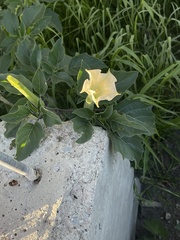 Datura innoxia
