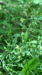 Carex rosea