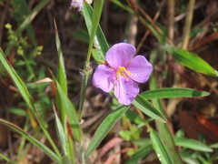 Osbeckia chinensis