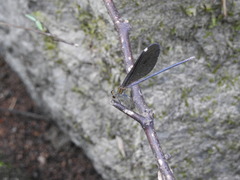 Atrocalopteryx atrata