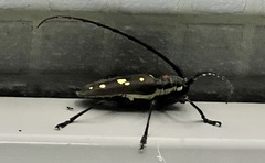 Batocera rubus