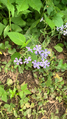 Phlox divaricata