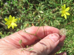 Croptilon divaricatum