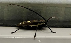 Batocera rubus