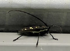 Batocera rubus