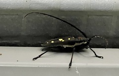 Batocera rubus