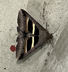 Grammodes geometrica