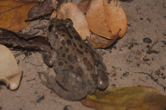 Hylambates maculatus