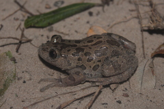 Hylambates maculatus