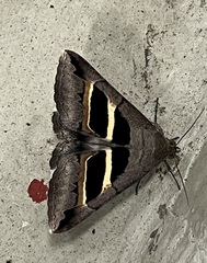 Grammodes geometrica