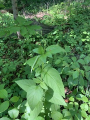 Scrophularia lanceolata