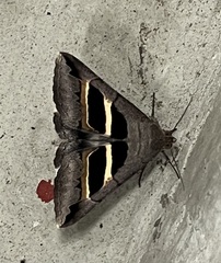 Grammodes geometrica