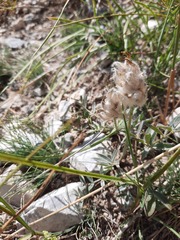 Astragalus lupulinus