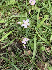Claytonia virginica