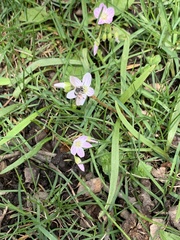 Claytonia virginica