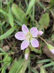 Claytonia virginica