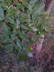 Fraxinus angustifolia