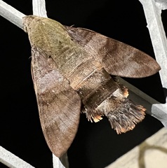 Macroglossum corythus