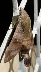 Macroglossum corythus