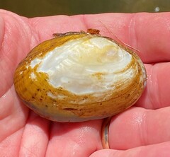 Cambarunio taeniatus