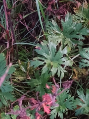 Geranium pratense