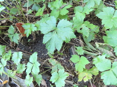 Cryptotaenia canadensis