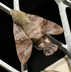 Macroglossum corythus