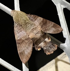 Macroglossum corythus