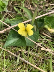 Viola pubescens