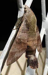 Macroglossum corythus