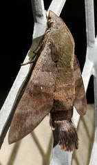 Macroglossum corythus