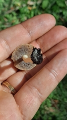 Psathyrella bipellis